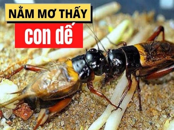 Nam mo thay con de diem gi